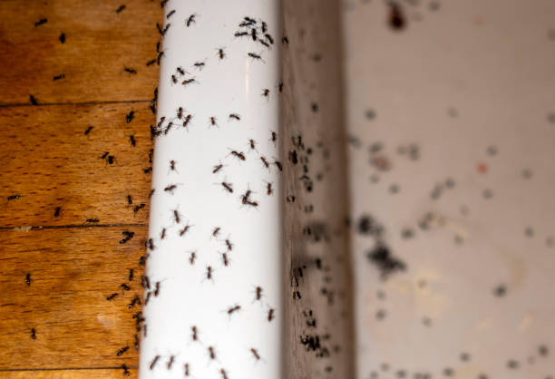 Best Termite Control Services  in Blue Ash, OH